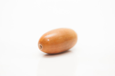 橡树橡树子