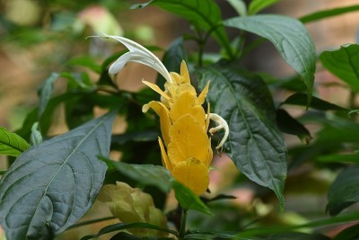 黄体肥厚(棒棒糖花)。