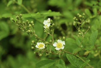 Rosa Multiflora #1，百合池县公园，纽约