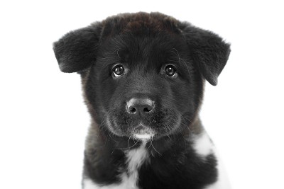 一只黑色毛茸茸的美国秋田犬看着镜头。