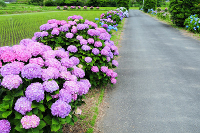 绣球花