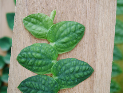 墨西哥雏菊在花园里粘墙