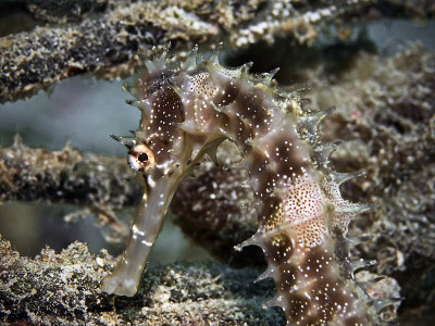 多刺海马，Dorniges Seepferdchen(海马体)