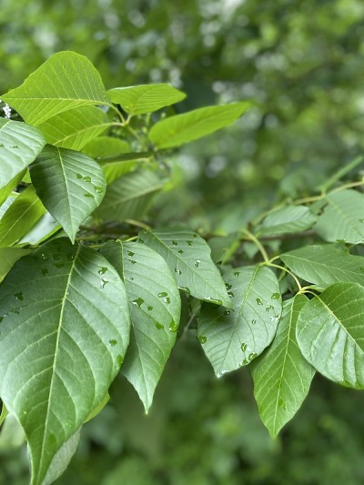 雨滴落在森林里的绿叶上。