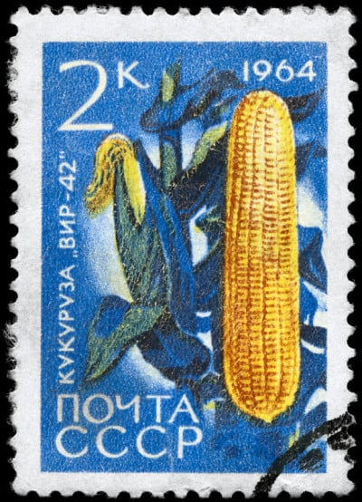 玉米