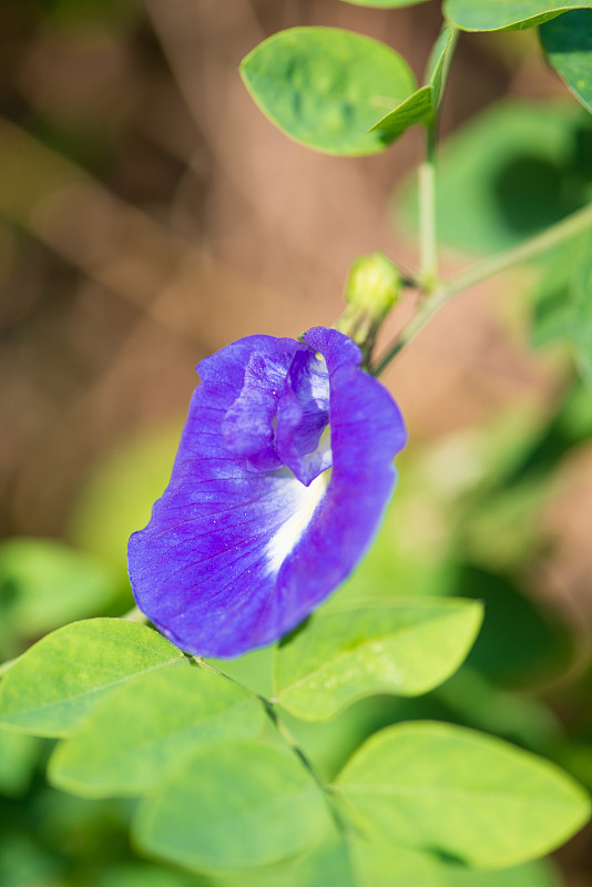 蝴蝶豌豆或蓝豌豆藤花