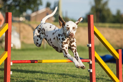 dalmatien狗敏捷
