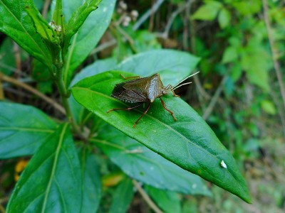 昆虫臭虫