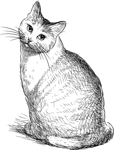 一只坐着的家猫的素描