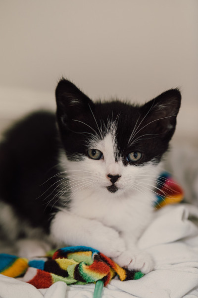 小小猫