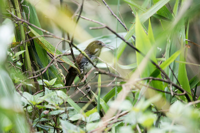 鸟:成年大弯刀舌鸟(Pomatorhinus hypoleucos)
