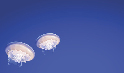 水母漂浮