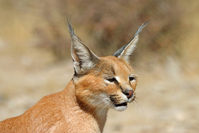 纳米比亚沙漠野生猞猁的特写镜头。非洲野生动物摄影。