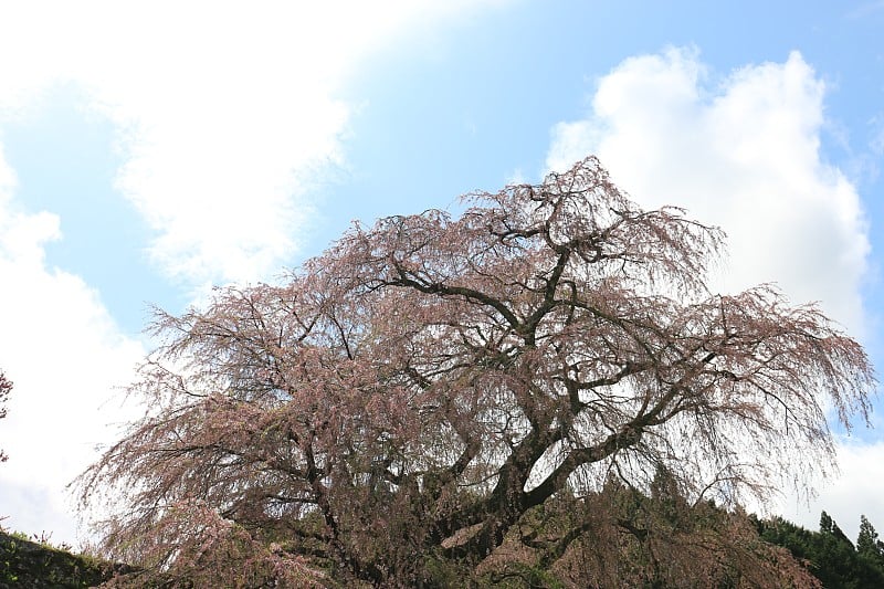 樱花