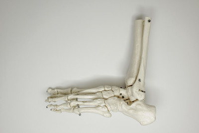 Anatomical foot of bones on a white background