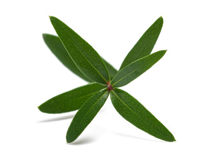 桃金娘科的分支
