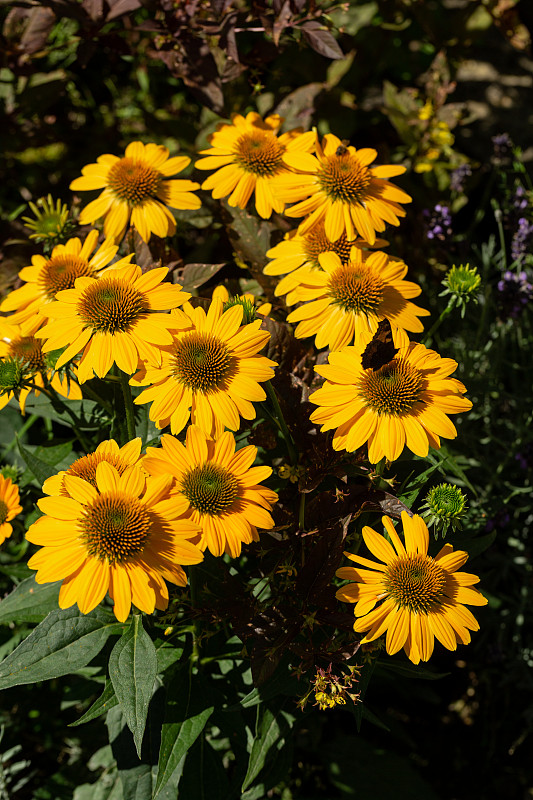 Rudbekia Yellow Daisy flowers in ornamental garden