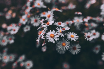花紫色