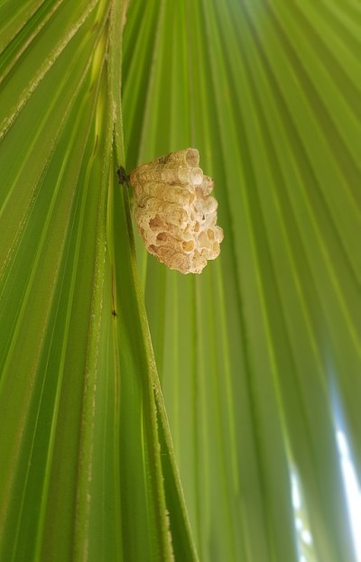空的黄蜂的巢