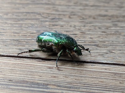 甲虫