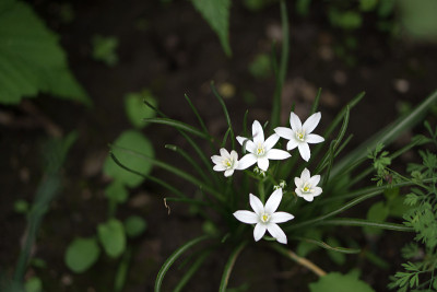 花尾状鸟尾草在花园里。