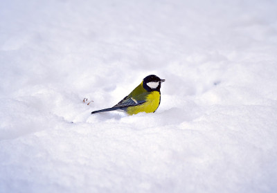 雪中的山雀