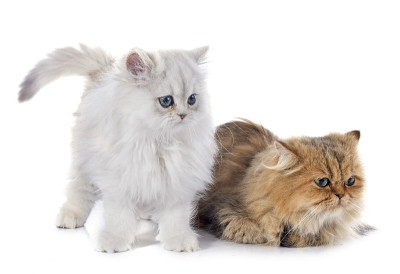 波斯的猫