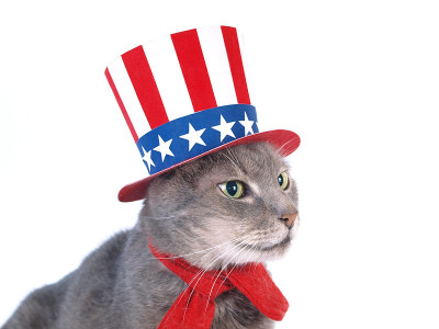 山姆大叔的猫