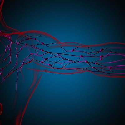 人体淋巴结解剖用于医学概念3D渲染