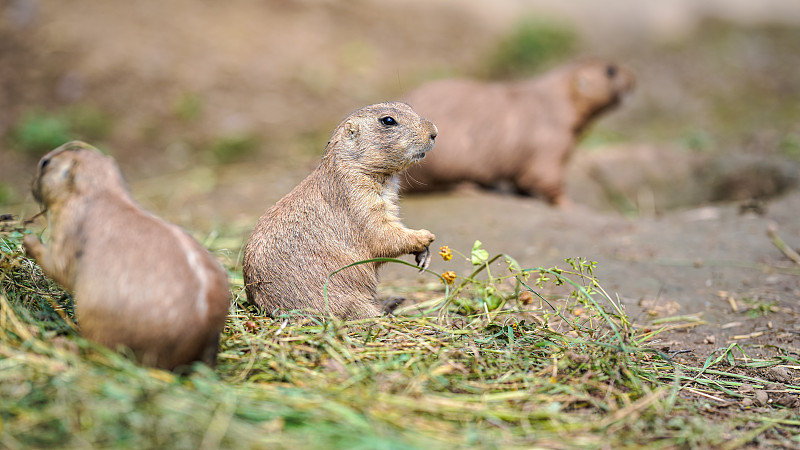 黑尾草原犬鼠(Cynomys ludoicianus)吃着草杆，特写细节，另一个模糊的动物在前景