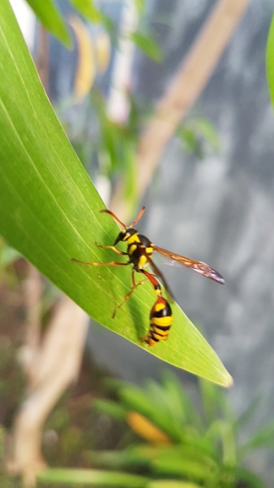 蜜蜂