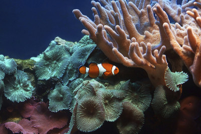 水族馆鱼,小丑鱼