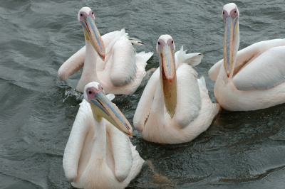 Rosapelikan