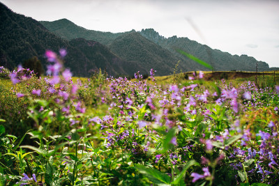 以阿勒泰山脉为背景的丁香花