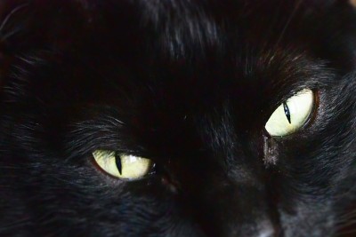 幸运的黑猫