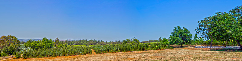 圣诞树农场在山麓，全景