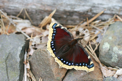 坎伯威尔美人(Nymphalis antiopa)