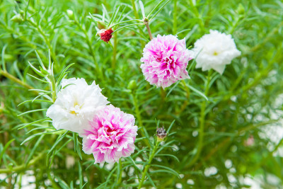 美丽的马齿苋花在花园里