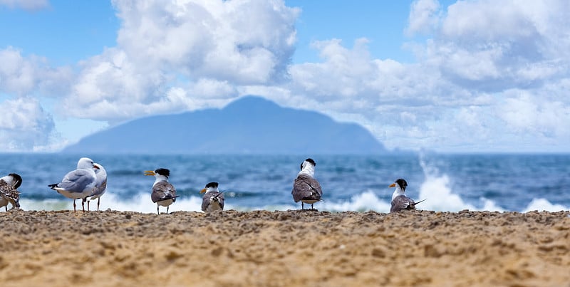 在阳光明媚的日子里，海滩筑巢的鸟类和海鸥与海洋和山的背景的特写