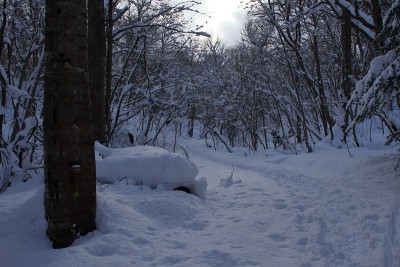 札幌森林公园的滑雪道景观