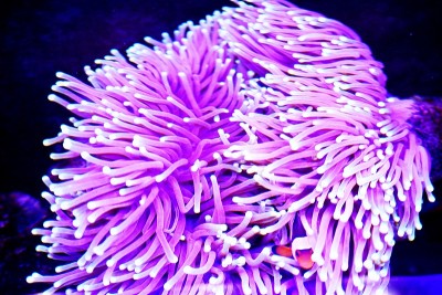 海葵彩虹流