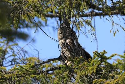 乌拉尔猫头鹰(Strix uralensis)瑞典