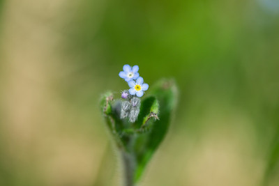 场勿忘我花