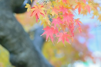 宏观细节充满活力的彩色日本秋天枫叶