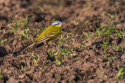 西部黄Wagtail(莫塔西拉黄)