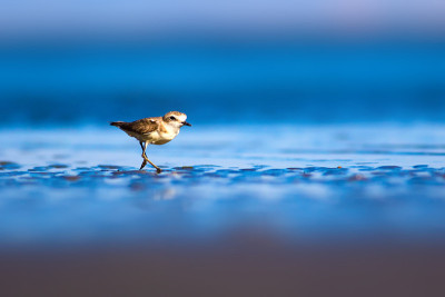 可爱的小水鸟。自然背景。常见的水鸟:肯特鸻。Charadrius alexandrinus。