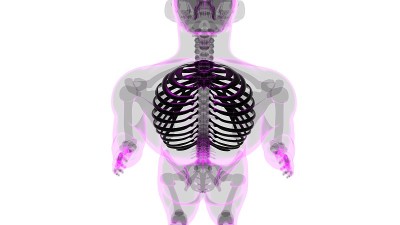 人体骨骼解剖肋骨笼3D渲染
