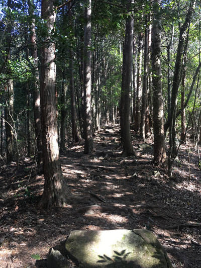 熊野古道朝圣林