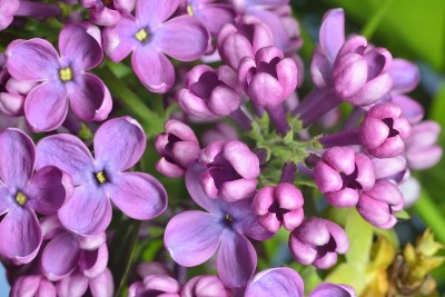 丁香花蕾