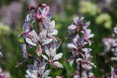 dictamnus。粉红紫色的花在露珠中在野外盛开